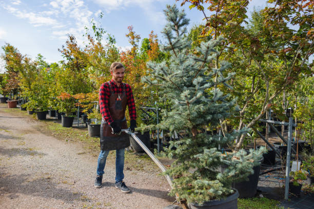 Best Large Tree Removal  in Centreville, AL